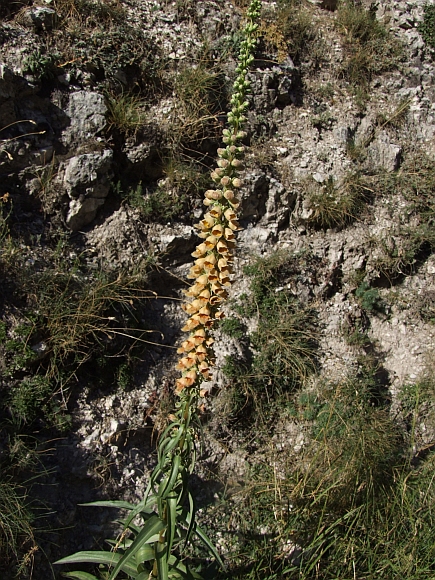 Digitalis ferruginea  / Digitale bruna